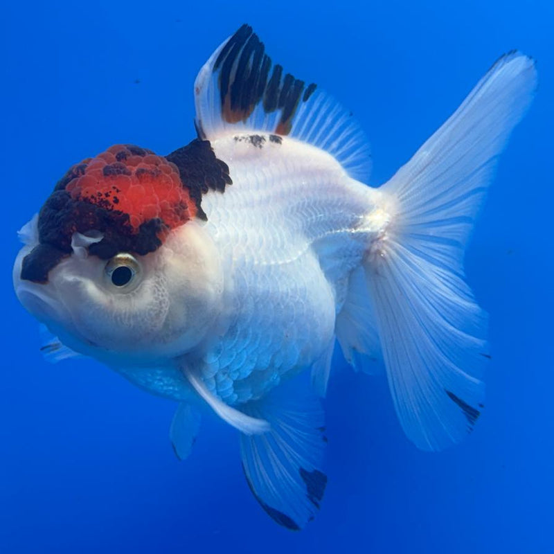 Thai Oranda Tri-Color 3" Body Male (CK-481)R1A02
