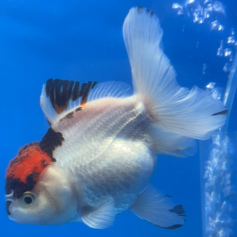 Thai Oranda Tri-Color 3" Body Male (CK-481)R1A02