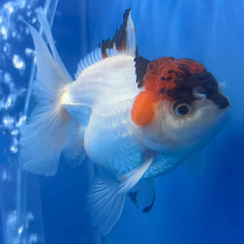 Thai Oranda Tri-Color 3" Body Male (CK-481)R1A02