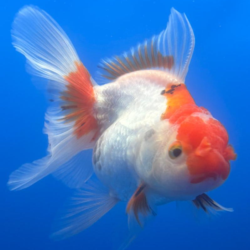 Thai Oranda Tri-Color 2.5" Body Female (CK-487)R3B21