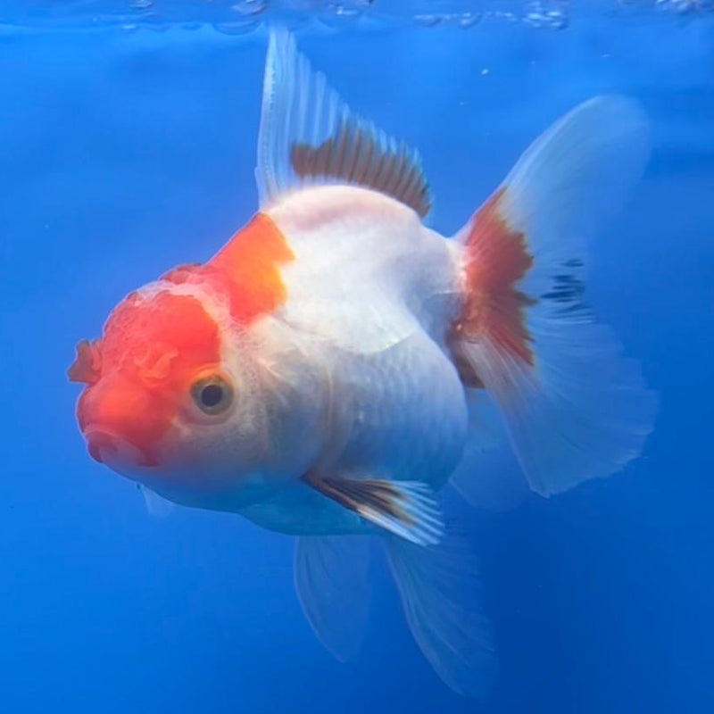 Thai Oranda Tri-Color 2.5" Body Female (CK-487)R3B21