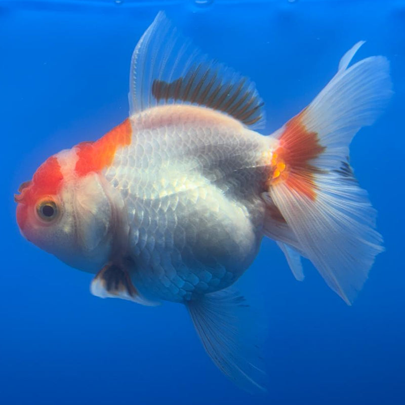 Thai Oranda Tri-Color 2.5" Body Female (CK-487)R3B21