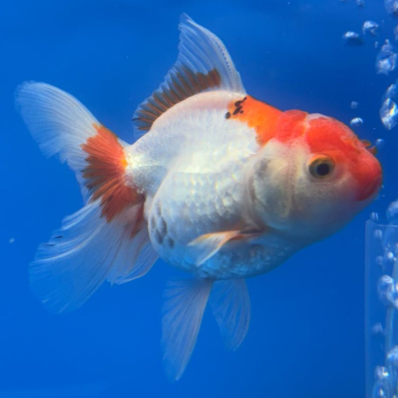 Thai Oranda Tri-Color 2.5" Body Female (CK-487)R3B21