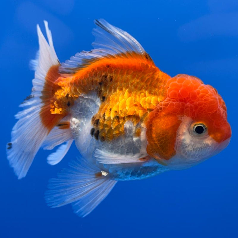 Thai Oranda Tri-Color 2.5" Body Male (CK-486)R3B21