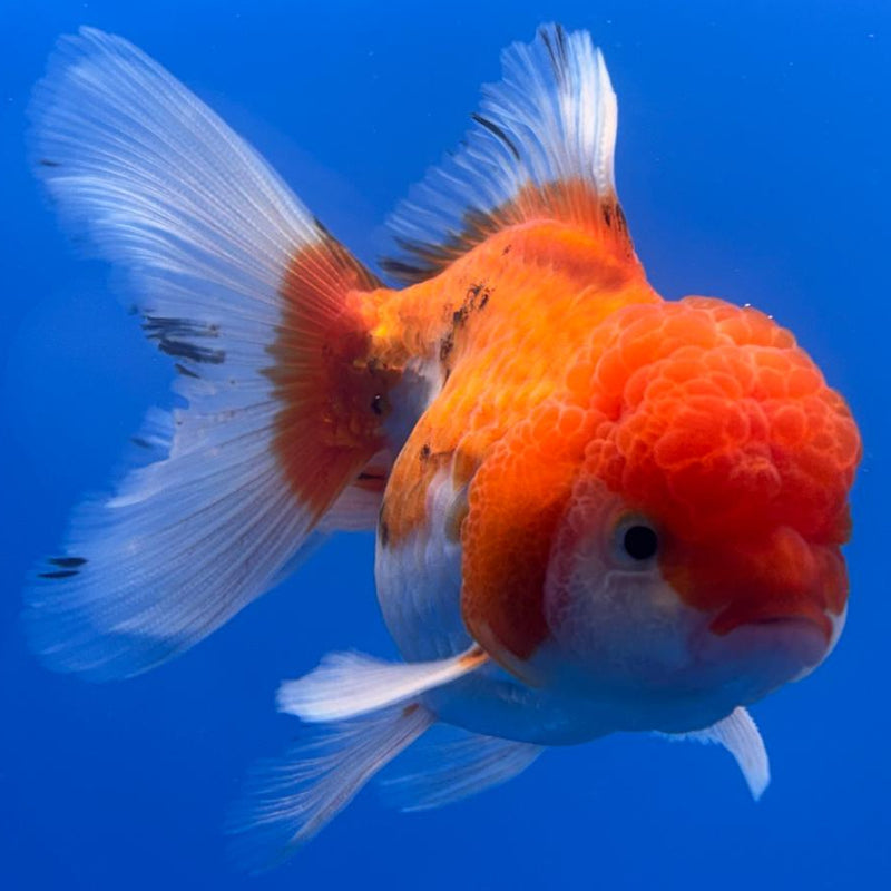 Thai Oranda Tri-Color 2.5" Body Male (CK-486)R3B21