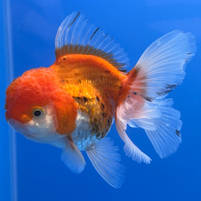 Thai Oranda Tri-Color 2.5" Body Male (CK-486)R3B21
