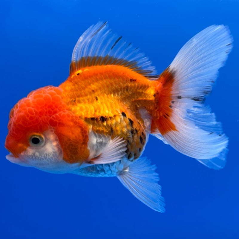 Thai Oranda Tri-Color 2.5" Body Male (CK-486)R3B21