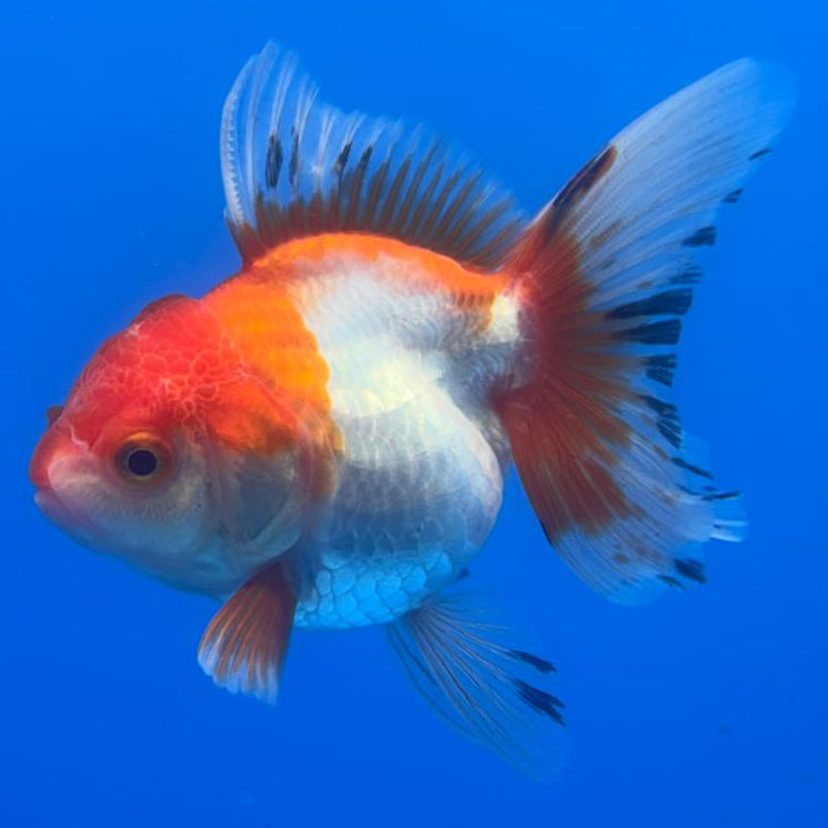 Thai Oranda Tri-Color 2.5" Body Female (CK-489)R3B20