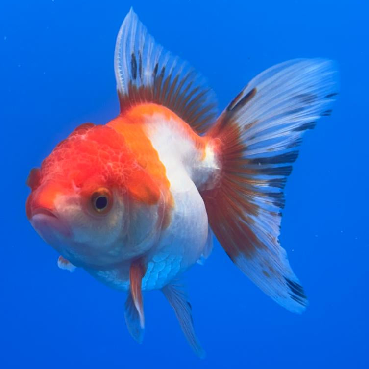 Thai Oranda Tri-Color 2.5" Body Female (CK-489)R3B20