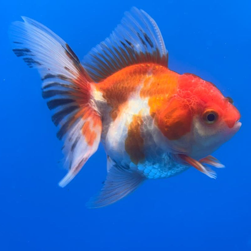 Thai Oranda Tri-Color 2.5" Body Female (CK-489)R3B20
