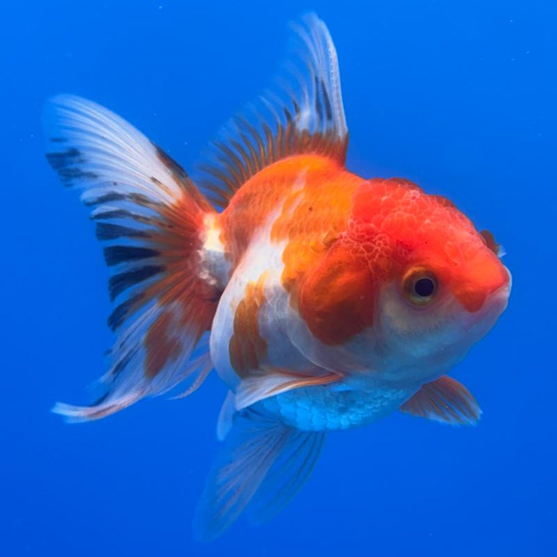 Thai Oranda Tri-Color 2.5" Body Female (CK-489)R3B20
