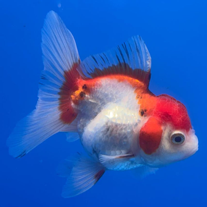 Thai Oranda Tri-Color 2.5" Body Female (CK-492)R3B20