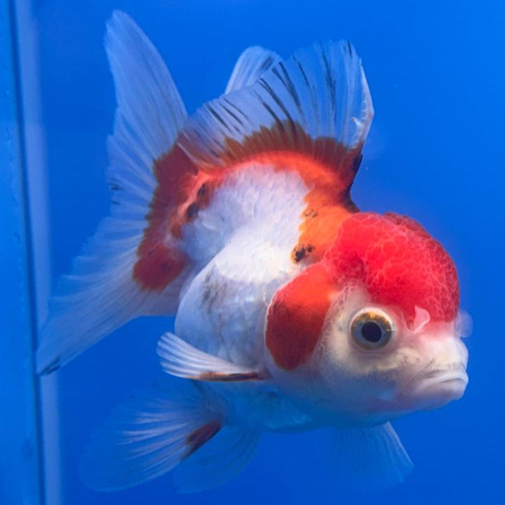 Thai Oranda Tri-Color 2.5" Body Female (CK-492)R3B20