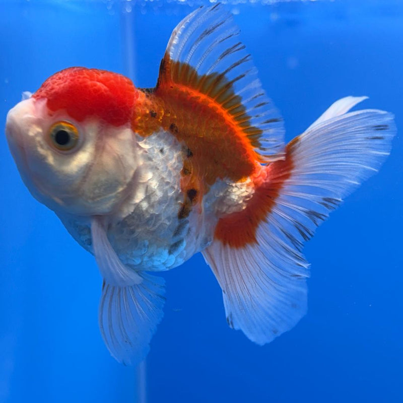 Thai Oranda Tri-Color 2.5" Body Female (CK-492)R3B20