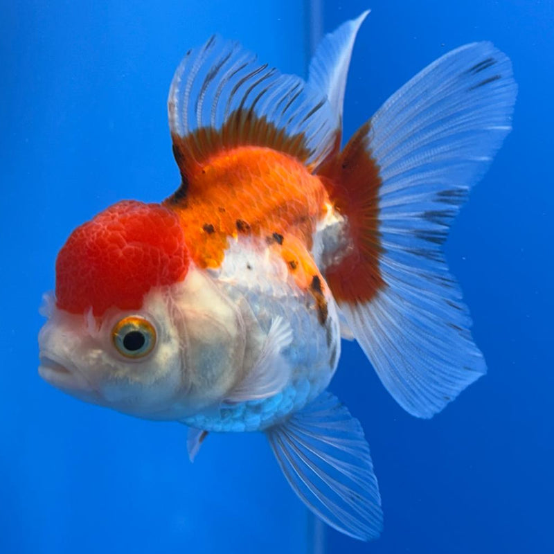 Thai Oranda Tri-Color 2.5" Body Female (CK-492)R3B20