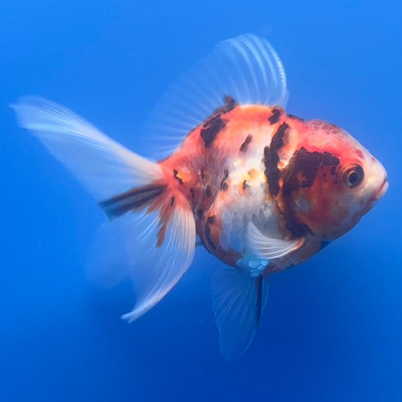 Thai Oranda Red/White Calico 2.5" Body Female (CK-493)R3B18
