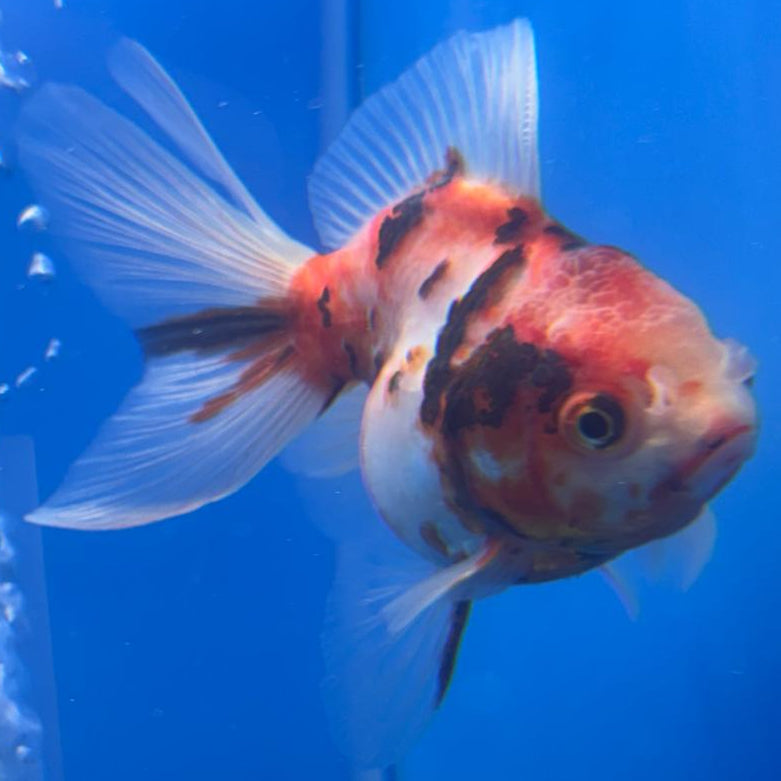 Thai Oranda Red/White Calico 2.5" Body Female (CK-493)R3B18
