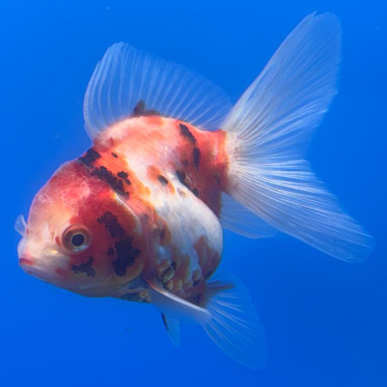 Thai Oranda Red/White Calico 2.5" Body Female (CK-493)R3B18