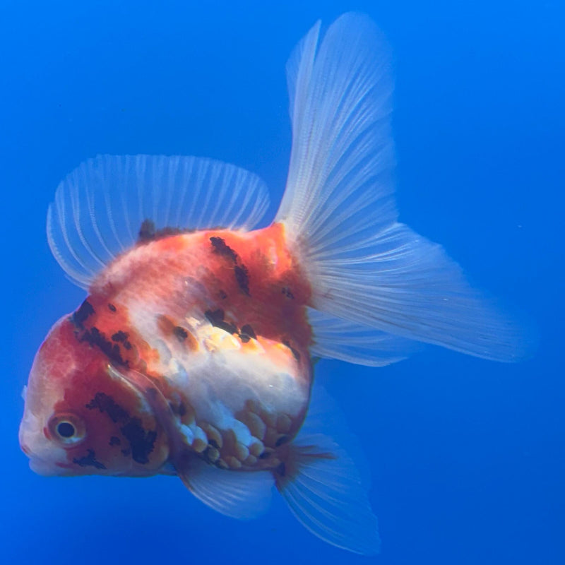 Thai Oranda Red/White Calico 2.5" Body Female (CK-493)R3B18