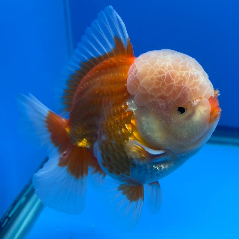 Thai Oranda JUMBO Red/White 4" Body Male (CRP-CK-496)BLUETUB2