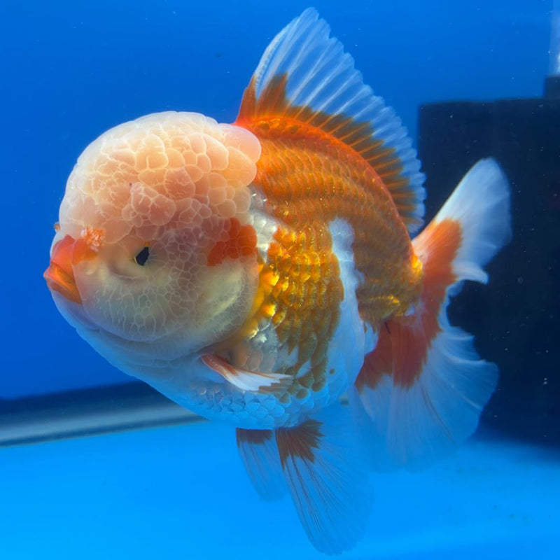 Thai Oranda JUMBO Red/White 4" Body Male (CRP-CK-496)BLUETUB2