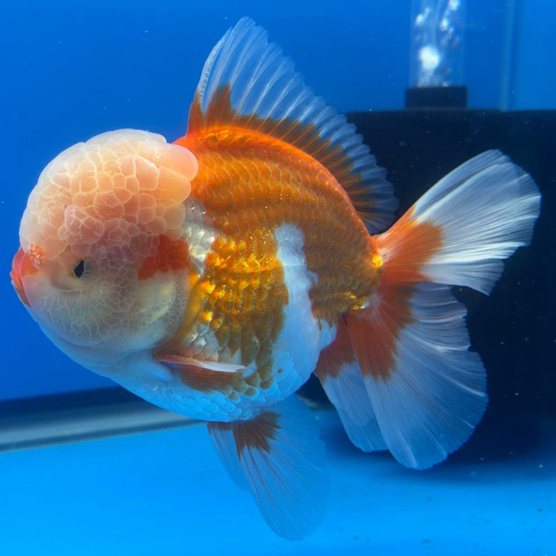 Thai Oranda JUMBO Red/White 4" Body Male (CRP-CK-496)BLUETUB2