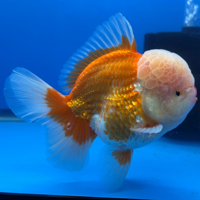 Thai Oranda JUMBO Red/White 4" Body Male (CRP-CK-496)BLUETUB2