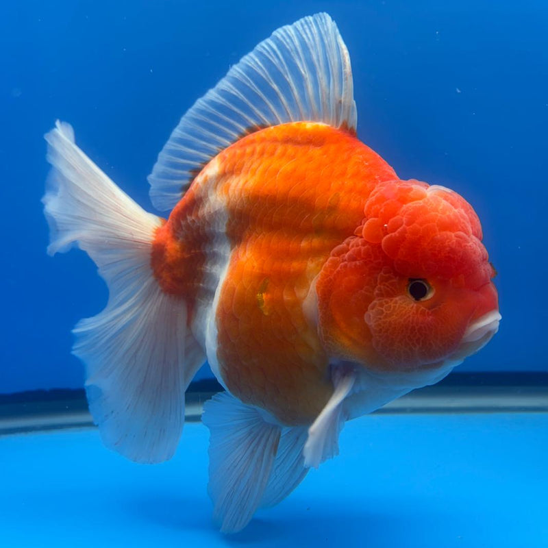 Thai Jumbo Sakura Yuanbao Oranda 5" Body Male (CRP-CK-497)BLUETUB2