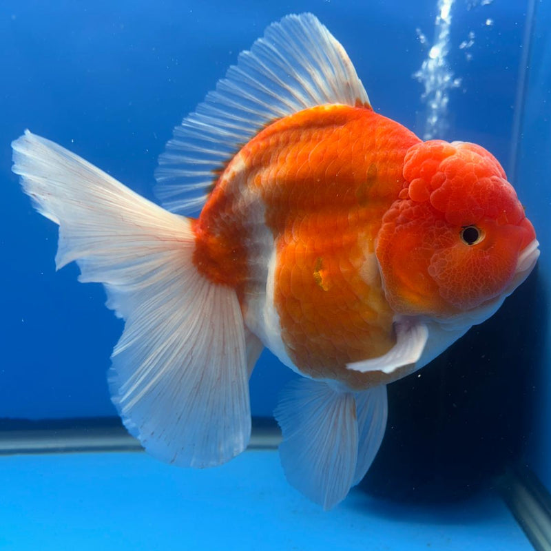 Thai Jumbo Sakura Yuanbao Oranda 5" Body Male (CRP-CK-497)BLUETUB2