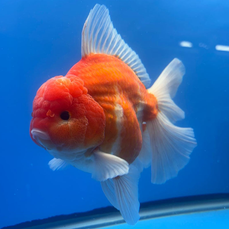 Thai Jumbo Sakura Yuanbao Oranda 5" Body Male (CRP-CK-497)BLUETUB2