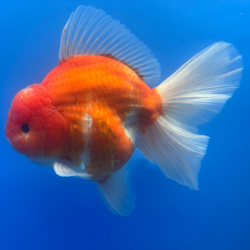 Thai Jumbo Sakura Yuanbao Oranda 5" Body Male (CRP-CK-497)BLUETUB2