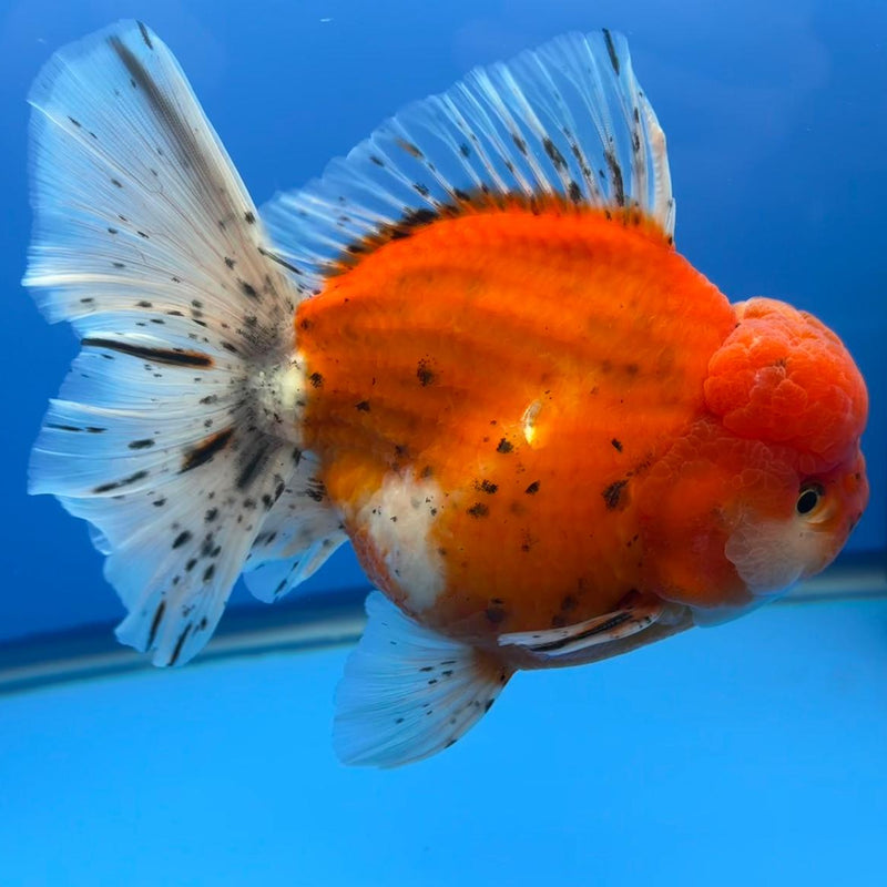 Thai Jumbo Sakura Yuanbao Oranda 5" Body Male (CRP-CK-498)BLUETUB2