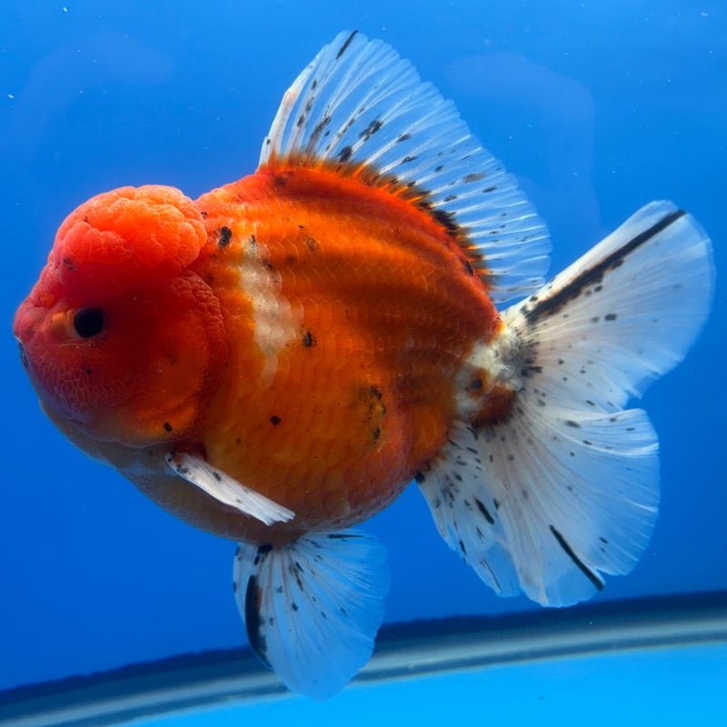 Thai Jumbo Sakura Yuanbao Oranda 5" Body Male (CRP-CK-498)BLUETUB2