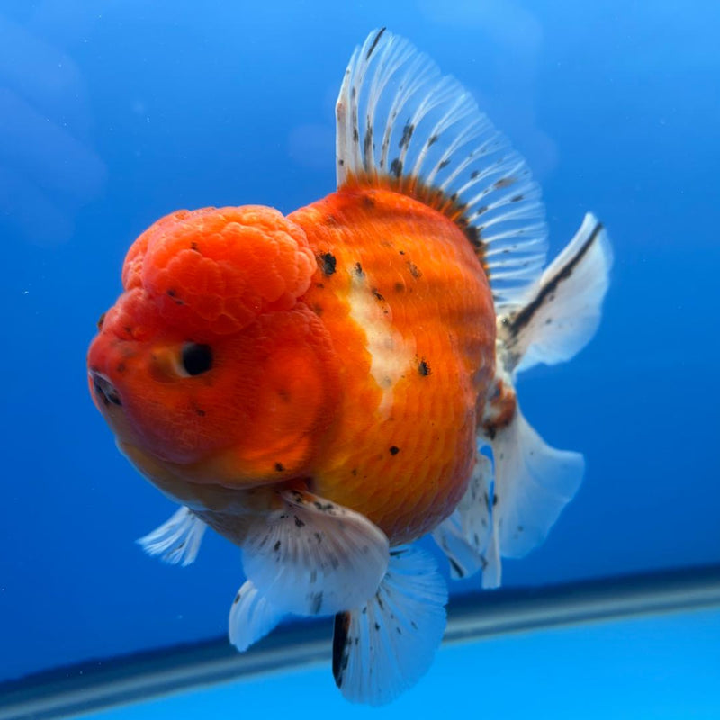 Thai Jumbo Sakura Yuanbao Oranda 5" Body Male (CRP-CK-498)BLUETUB2