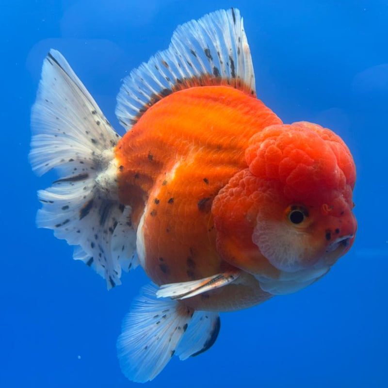 Thai Jumbo Sakura Yuanbao Oranda 5" Body Male (CRP-CK-498)BLUETUB2