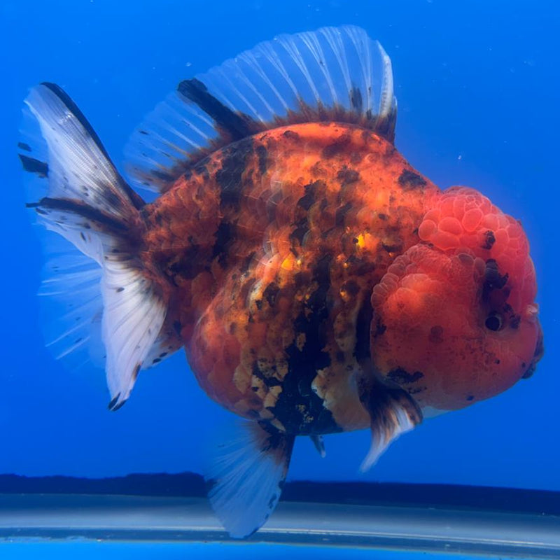 Thai Jumbo Red Calico 4.5" Body Female (CRP-CK-499)BLUETUB2