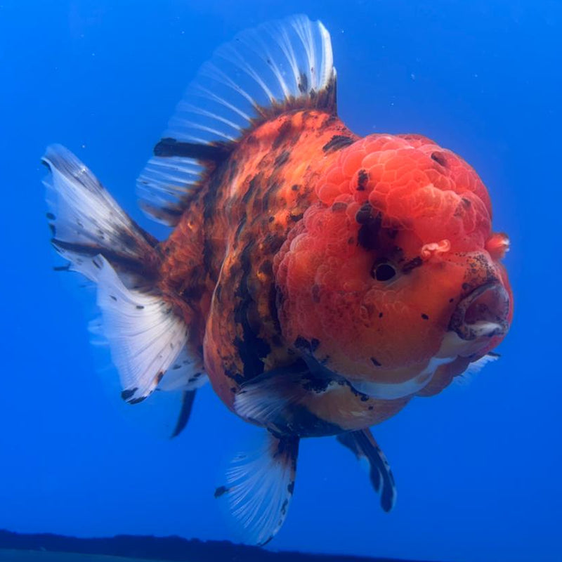 Thai Jumbo Red Calico 4.5" Body Female (CRP-CK-499)BLUETUB2