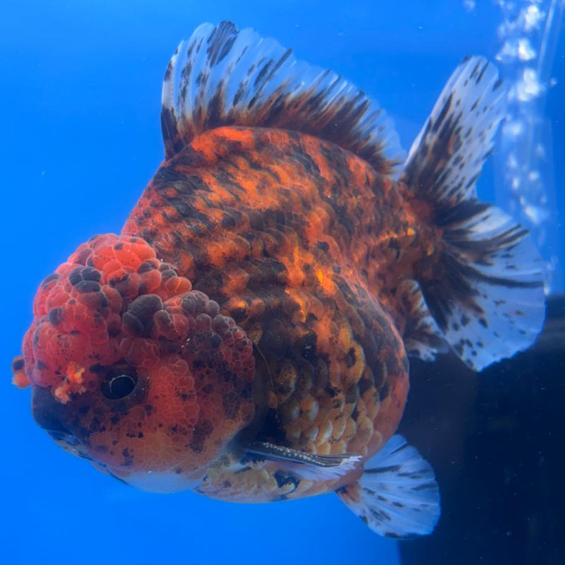 Thai Jumbo Red Calico 4.5" Body Male (CRP-CK-500)BLUETUB2