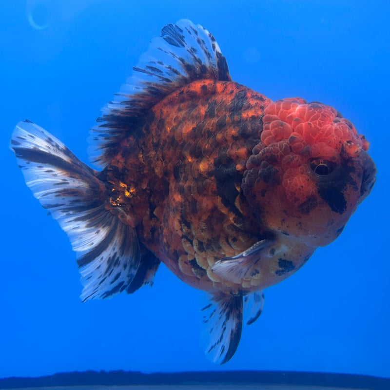 Thai Jumbo Red Calico 4.5" Body Male (CRP-CK-500)BLUETUB2