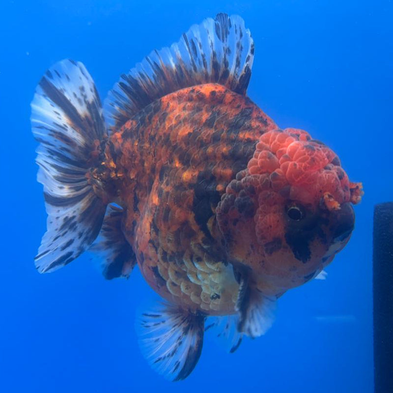 Thai Jumbo Red Calico 4.5" Body Male (CRP-CK-500)BLUETUB2