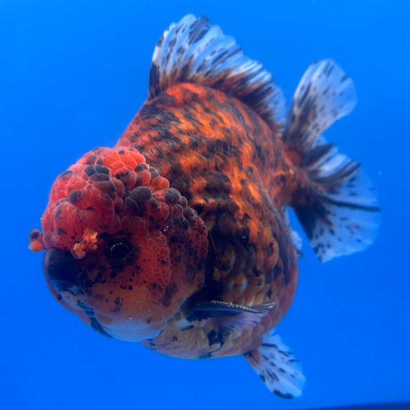 Thai Jumbo Red Calico 4.5" Body Male (CRP-CK-500)BLUETUB2