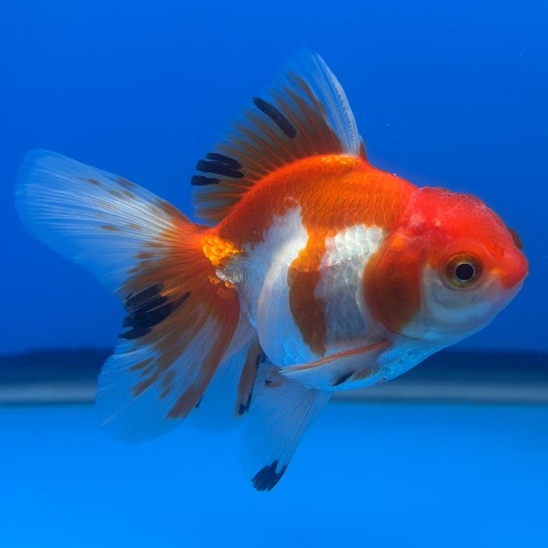 Thai Oranda Tri-Color 2.5" Body Male (CK-501)R3B17