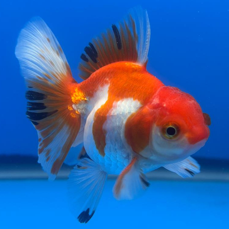 Thai Oranda Tri-Color 2.5" Body Male (CK-501)R3B17