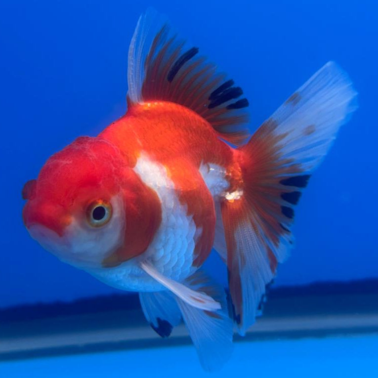 Thai Oranda Tri-Color 2.5" Body Male (CK-501)R3B17