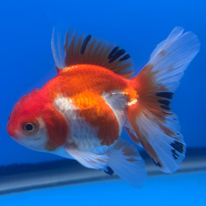 Thai Oranda Tri-Color 2.5" Body Male (CK-501)R3B17