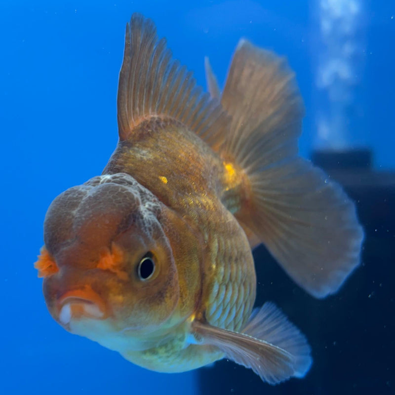 Thai Oranda Black Body Red Cap 2.5" Body Male (CK-502)R3B17