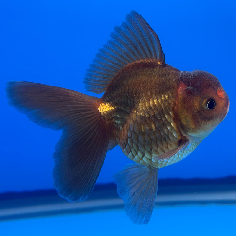 Thai Oranda Black Body Red Cap 2.5" Body Male (CK-502)R3B17