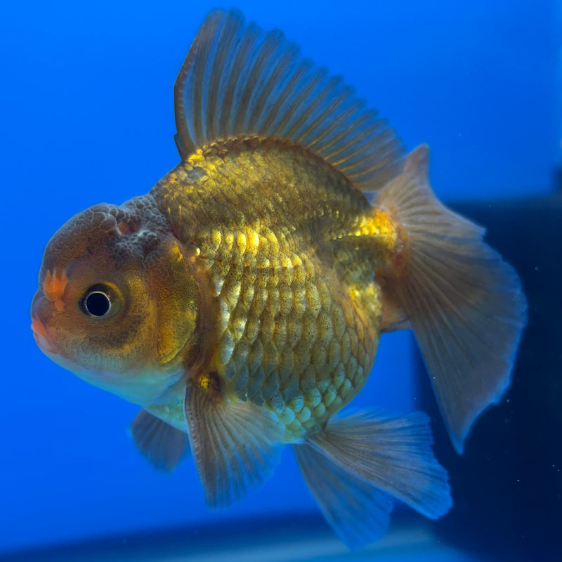 Thai Oranda Black Body Red Cap 2.5" Body Male (CK-502)R3B17