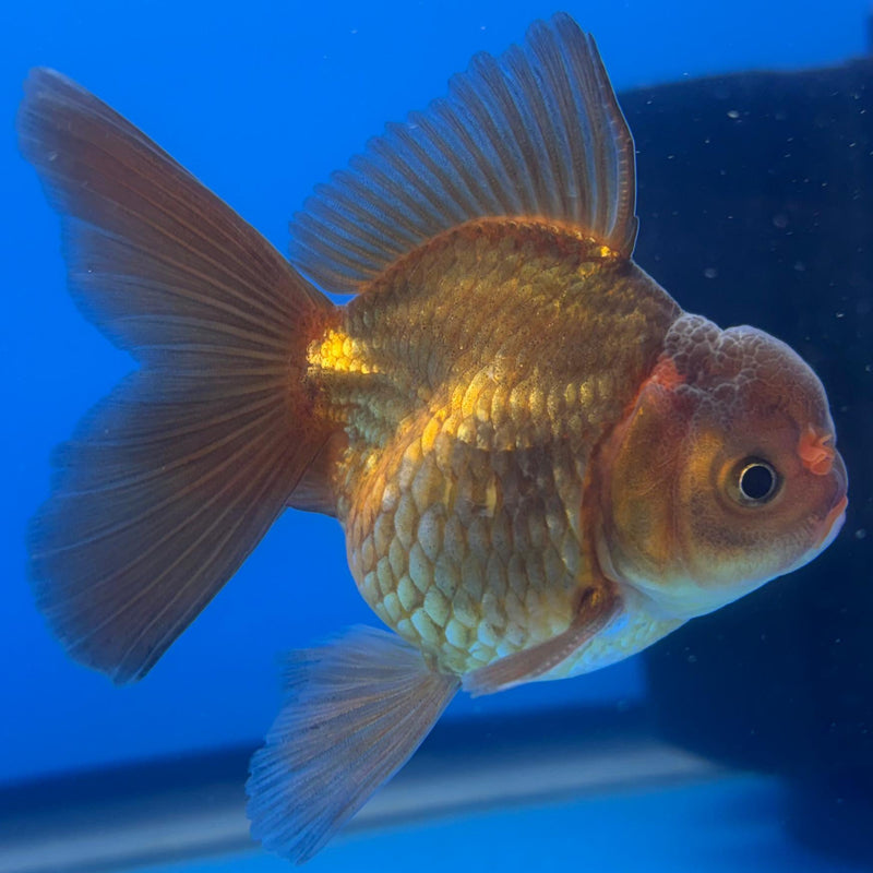 Thai Oranda Black Body Red Cap 2.5" Body Male (CK-502)R3B17