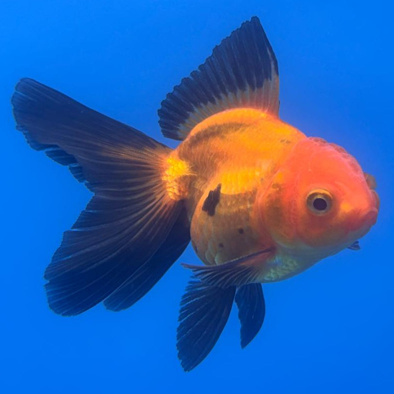 Thai Oranda Apache 2.5" Body Male (CK-503)R3B17